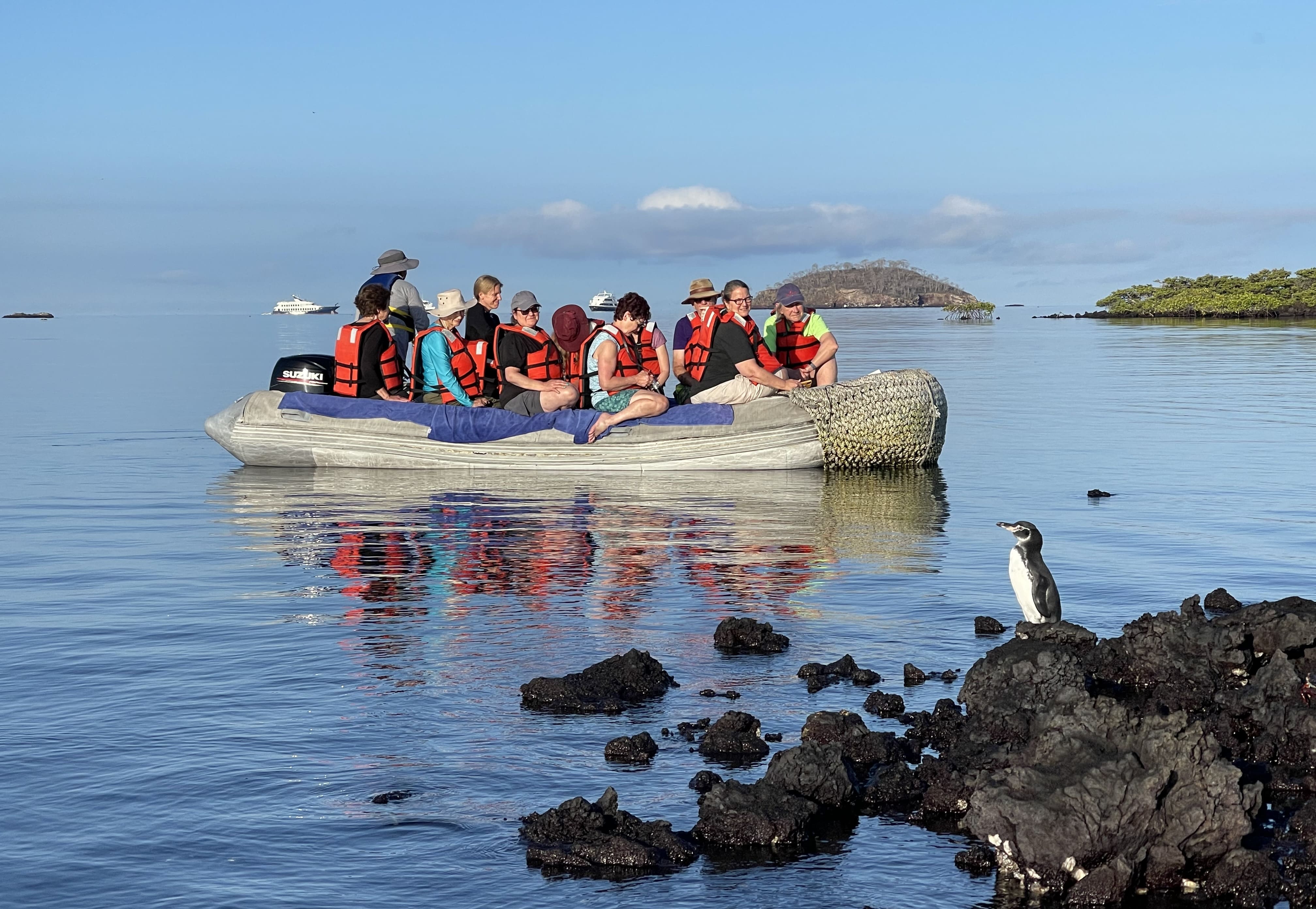 Galapagos Penguin（裁剪后） (压缩)