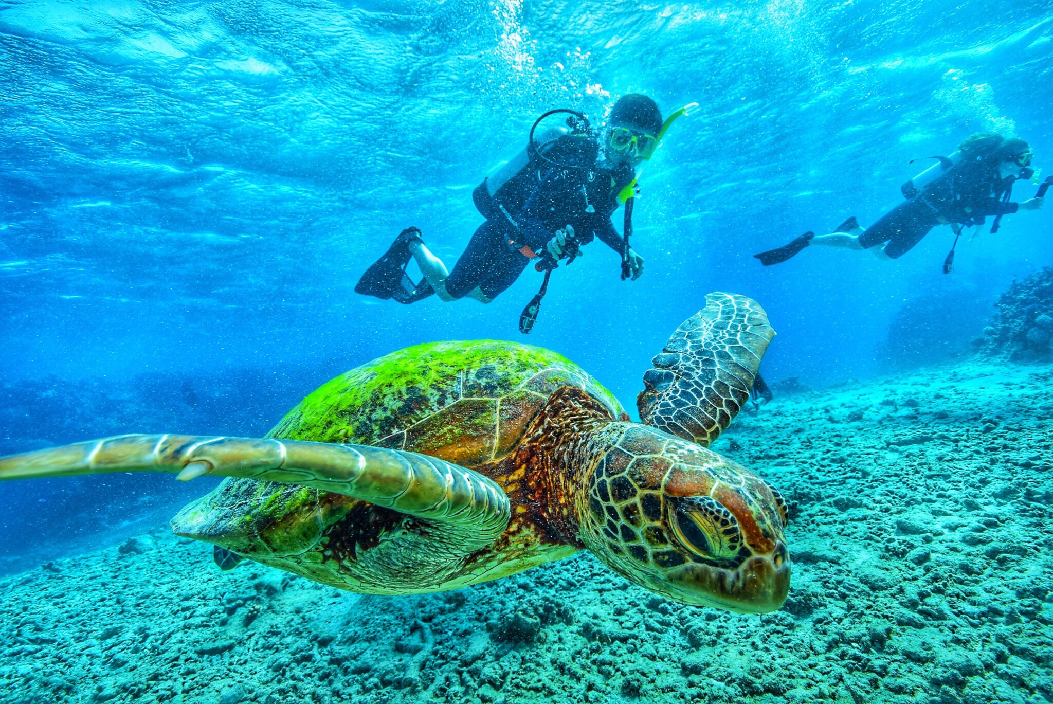 diving-turtle-galapagos-cruises