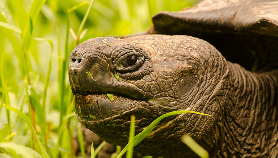 galapagos-giant-turtle