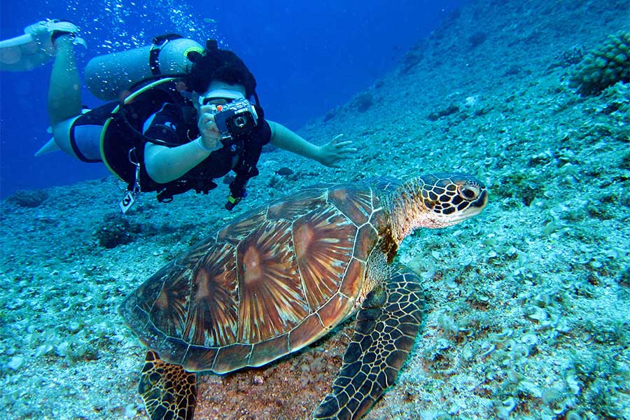 marine-turtle-diving-galapagos