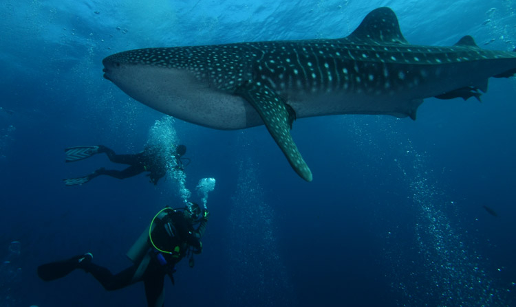 whale-shark