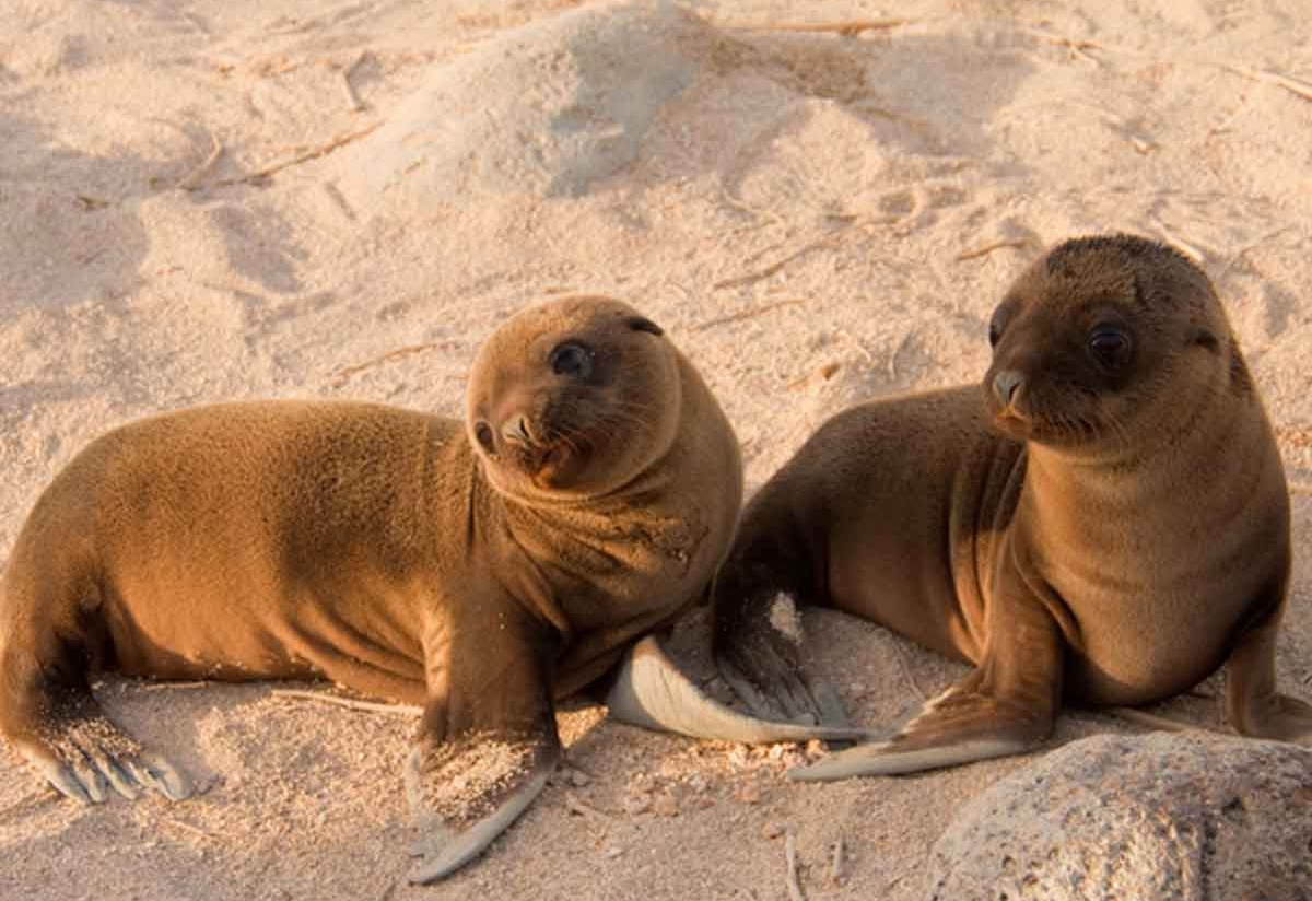 地平线号San Cristobal sea lions(2)