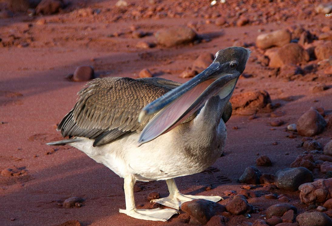 地平线号rabida-island-galapagos1