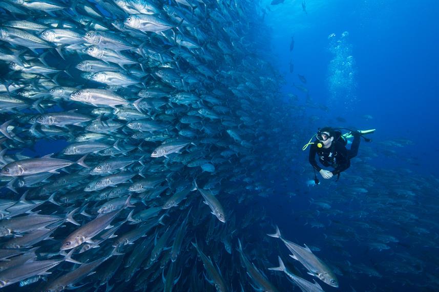 银河潜水号浮潜