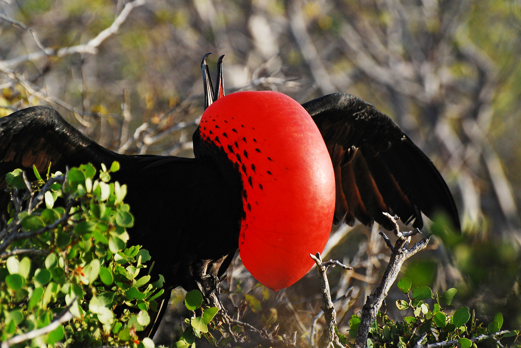 5AM-Monserrat-Galapagos-Cruises-frigatebird-north-seymour-island