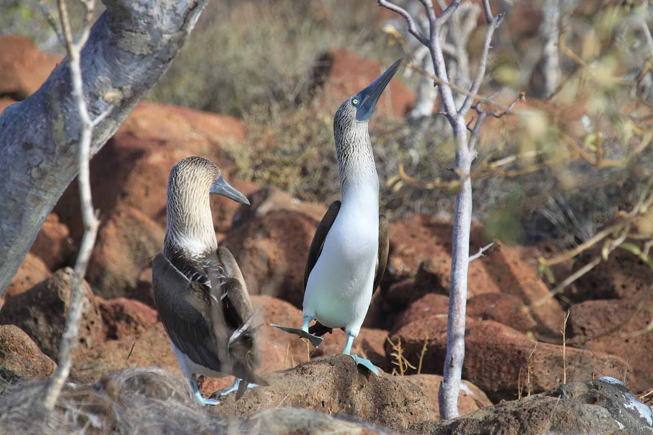 blue-footed-boobies-mating-dance