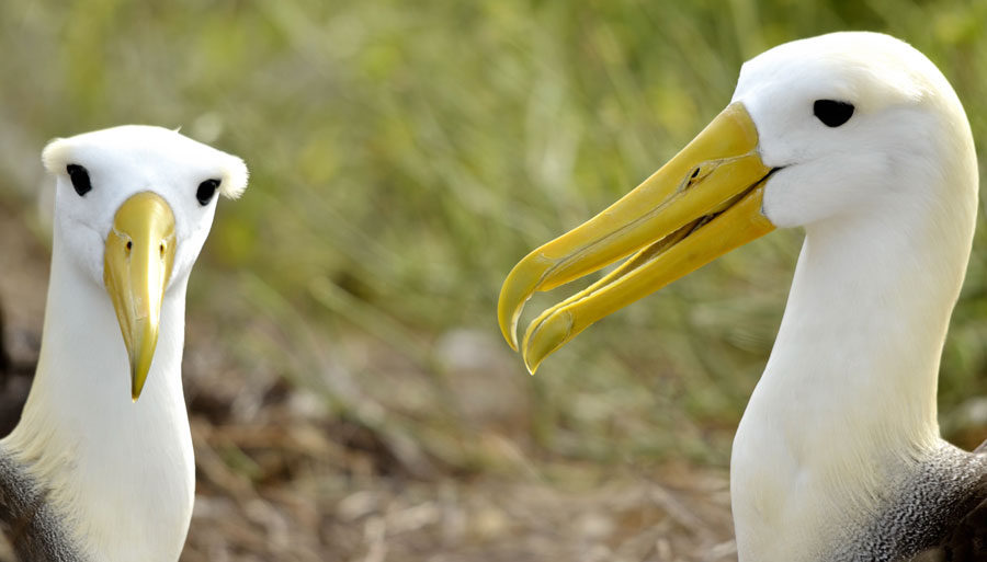 galapagos-albatros