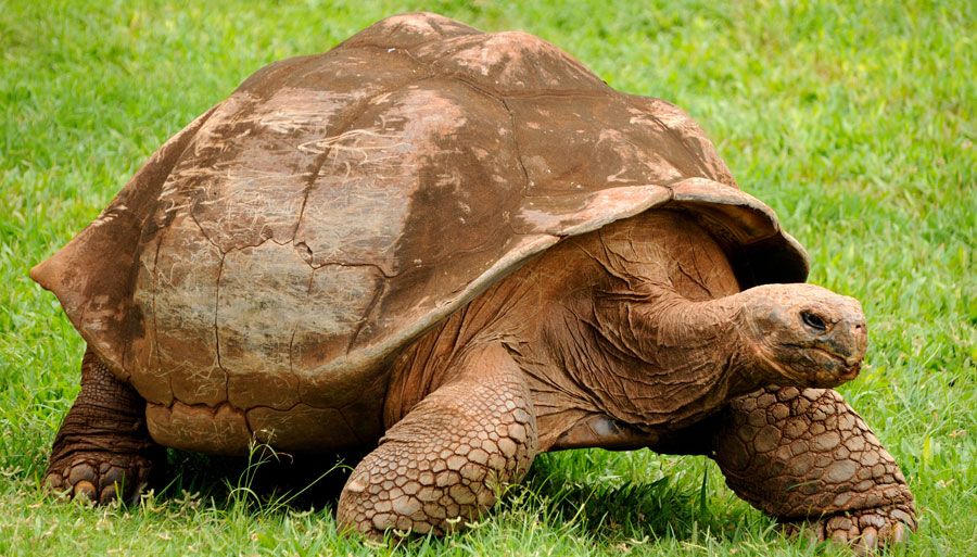 galapagos-giant-turtle