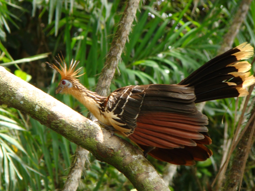 Jungle-hoatzin-big-one-1