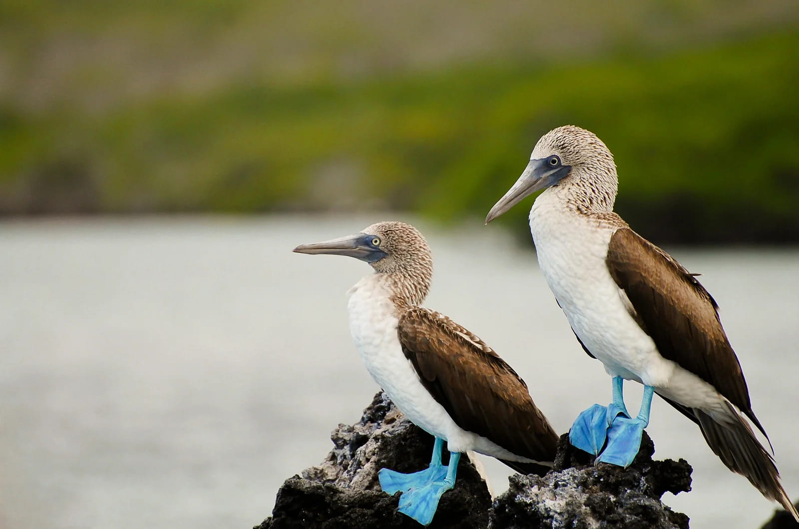 blue-footedboobies