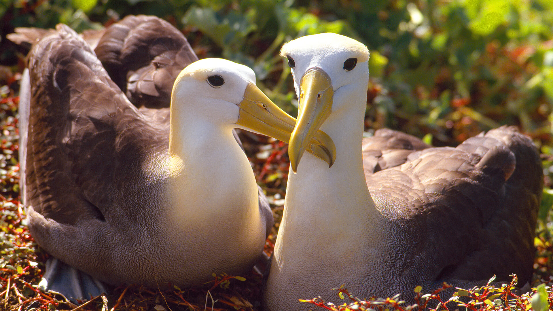 galapagos-espanola-1920x1080px