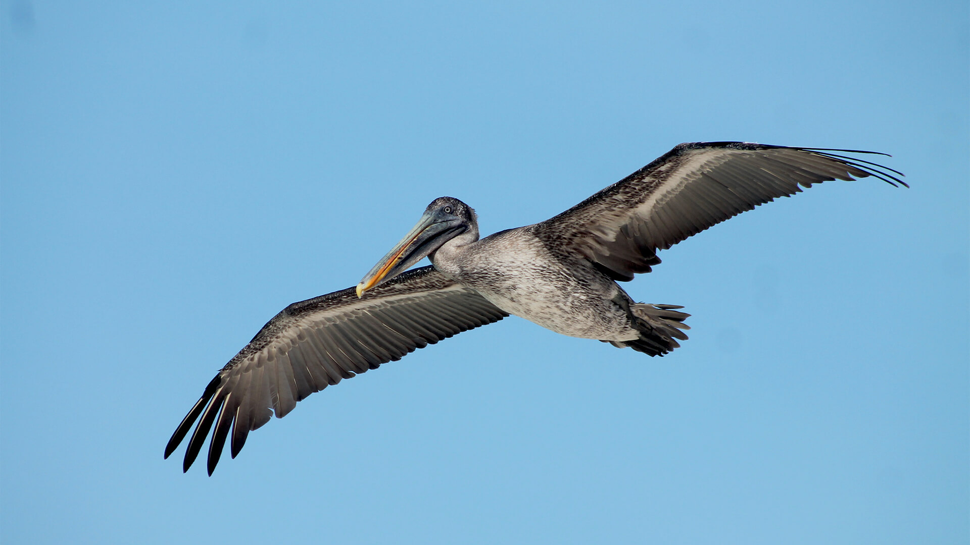 galapagos-rabida-1920x1080px