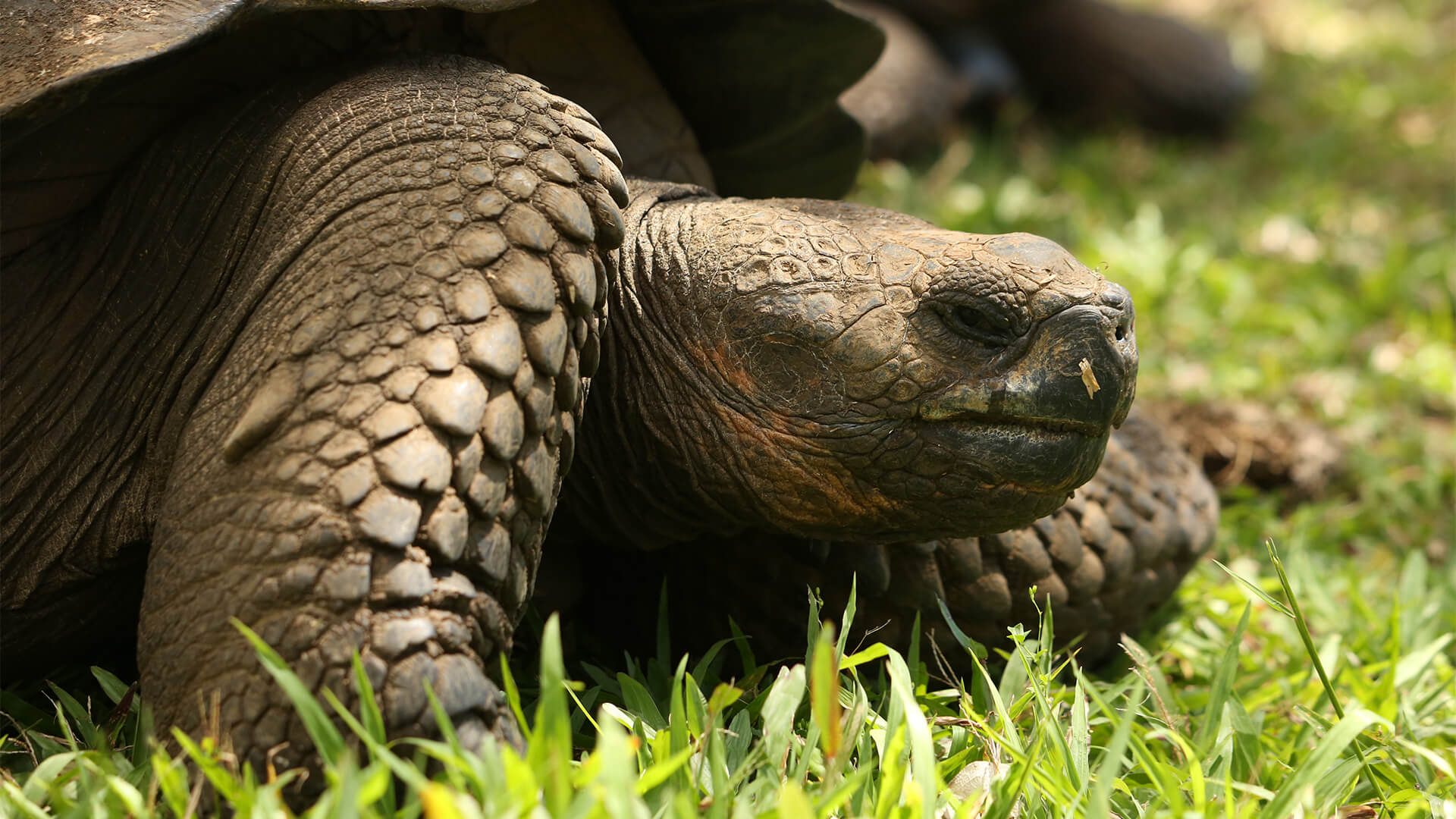 galapagos-santa-cruz-1920x1080px