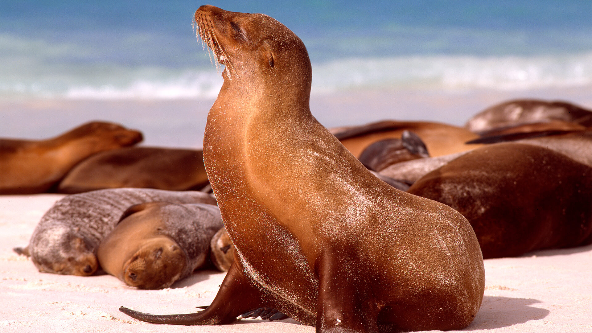 galapagos-santiago-1920x1080px