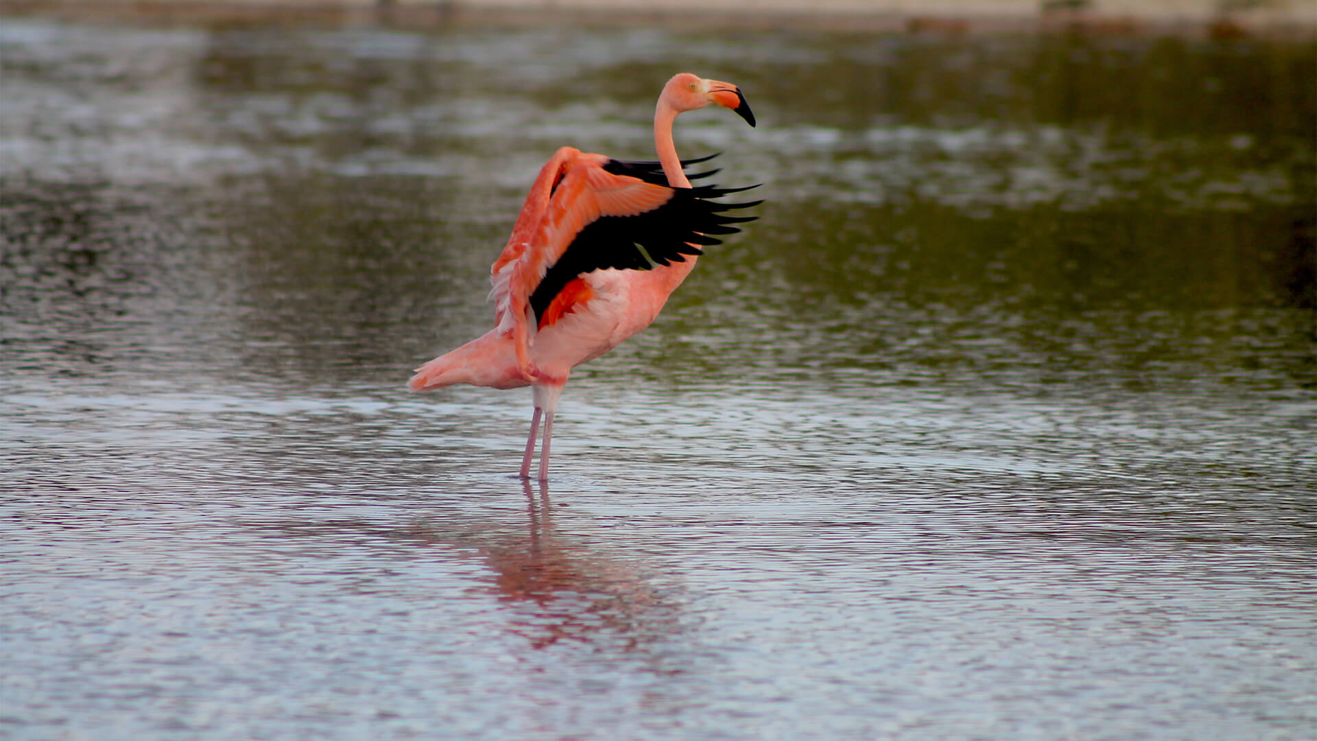 tip-top-ii-galapagos-09