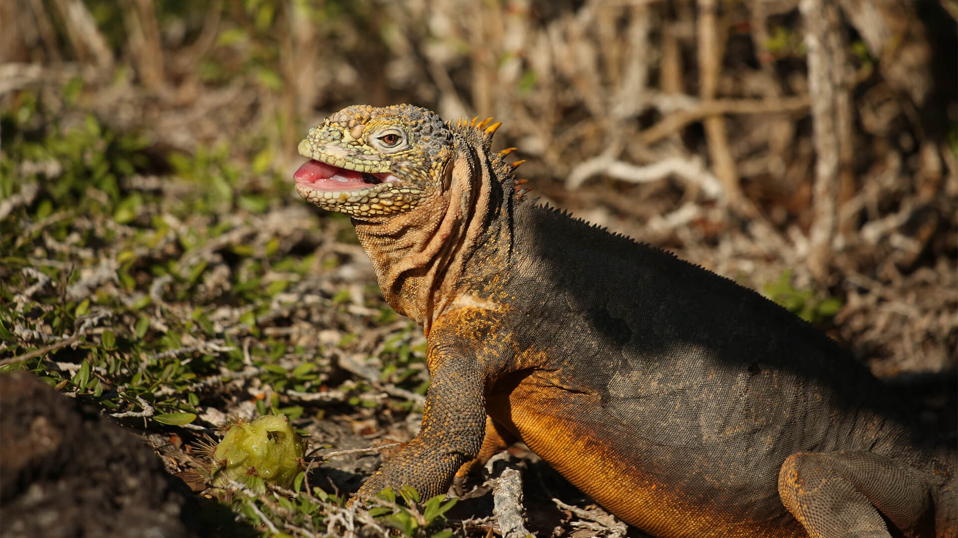 tip-top-iv-galapagos-05