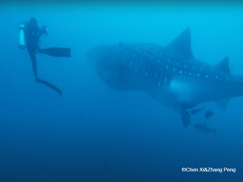 鲸鲨whale-shark